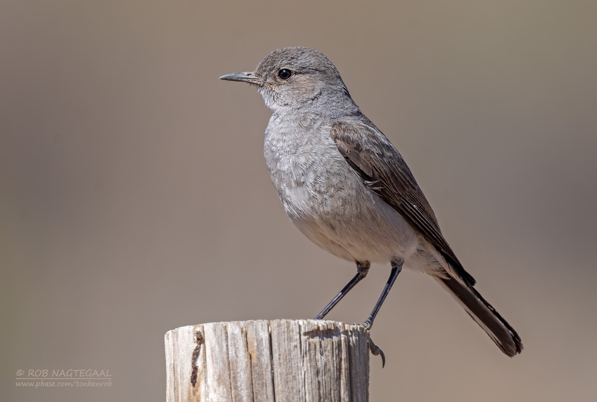 Трактрак попелястий - ML646434712