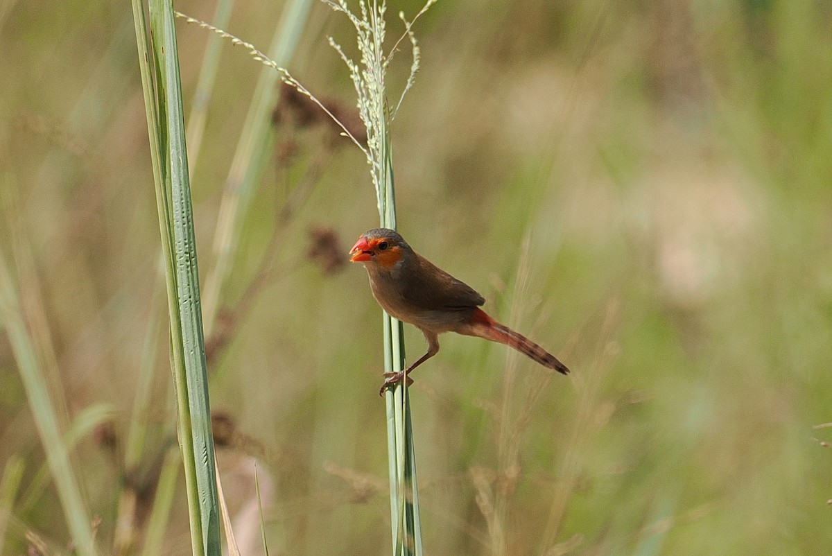 Астрильд золотощокий - ML646434713