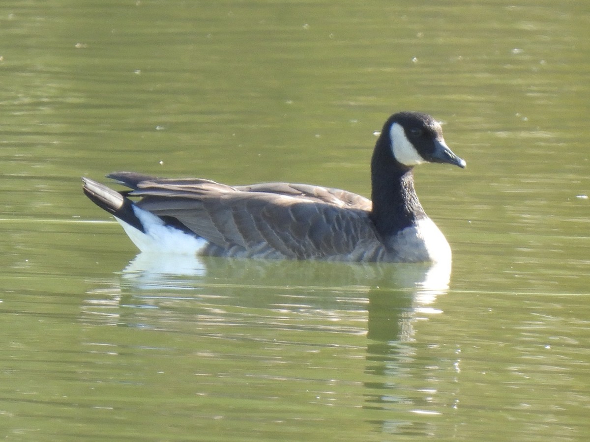 Казарка мала - ML646434714