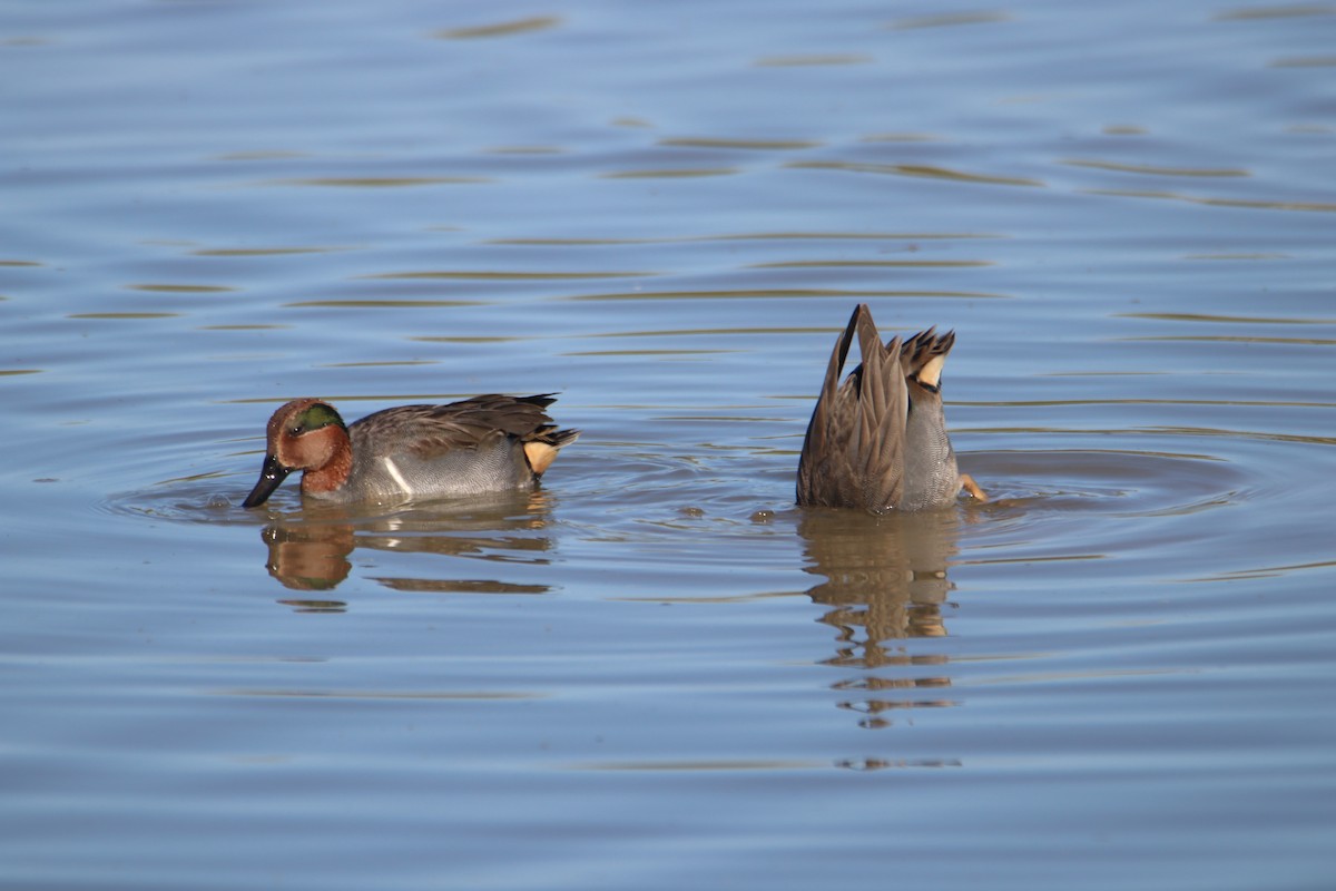 Чирянка мала - ML646434715