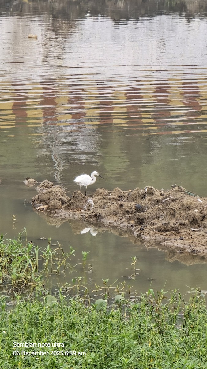 Чепура мала - ML646434716