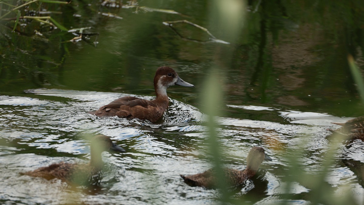 Чернь червоноока - ML646434717