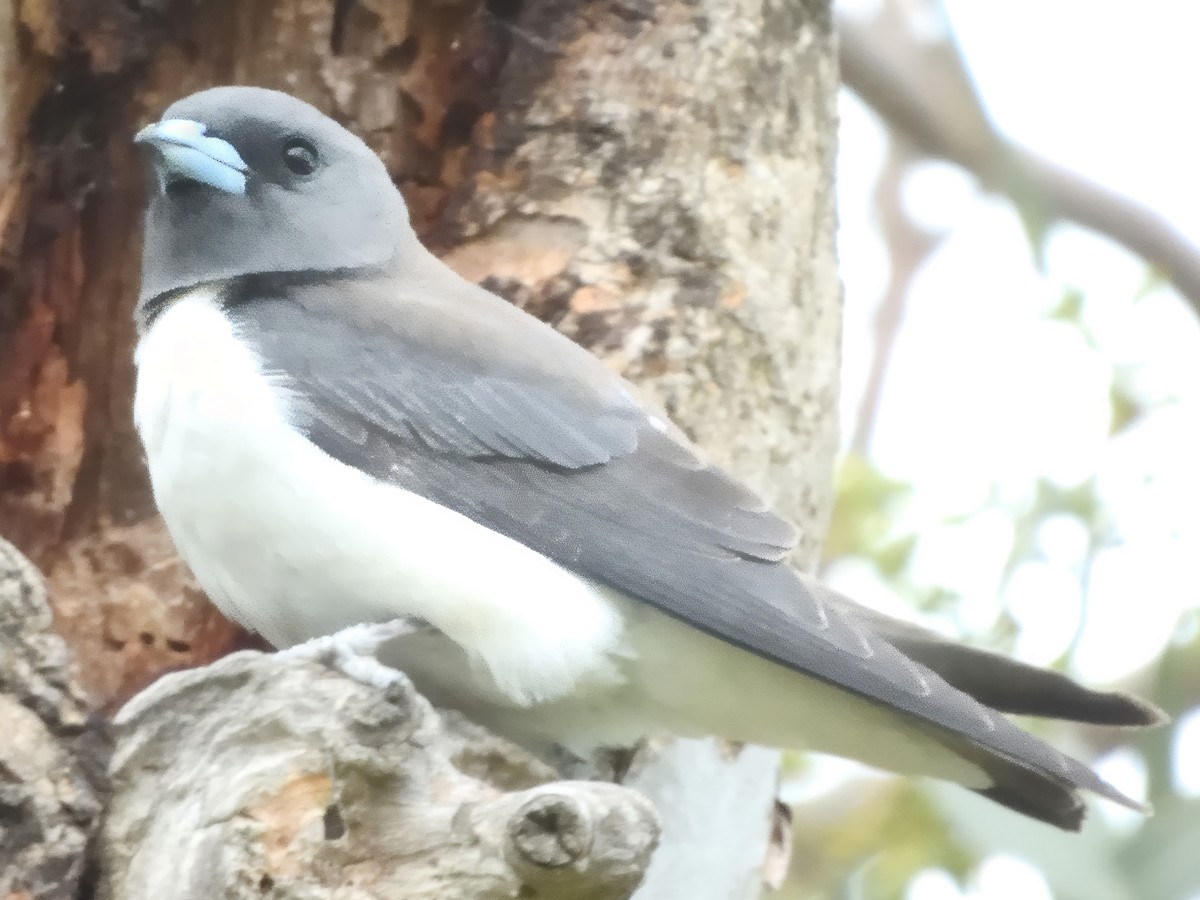 Ланграйн білогрудий - ML646434719