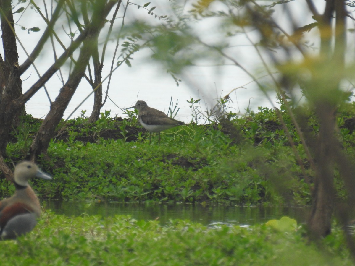 Коловодник малий - ML646434722