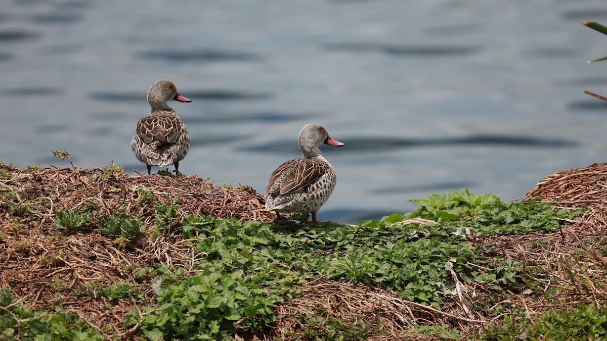 Чирянка африканська - ML646434725