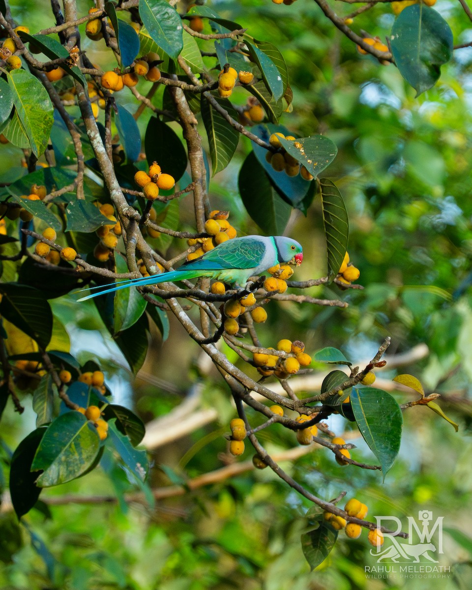 Папужець малабарський - ML646434727