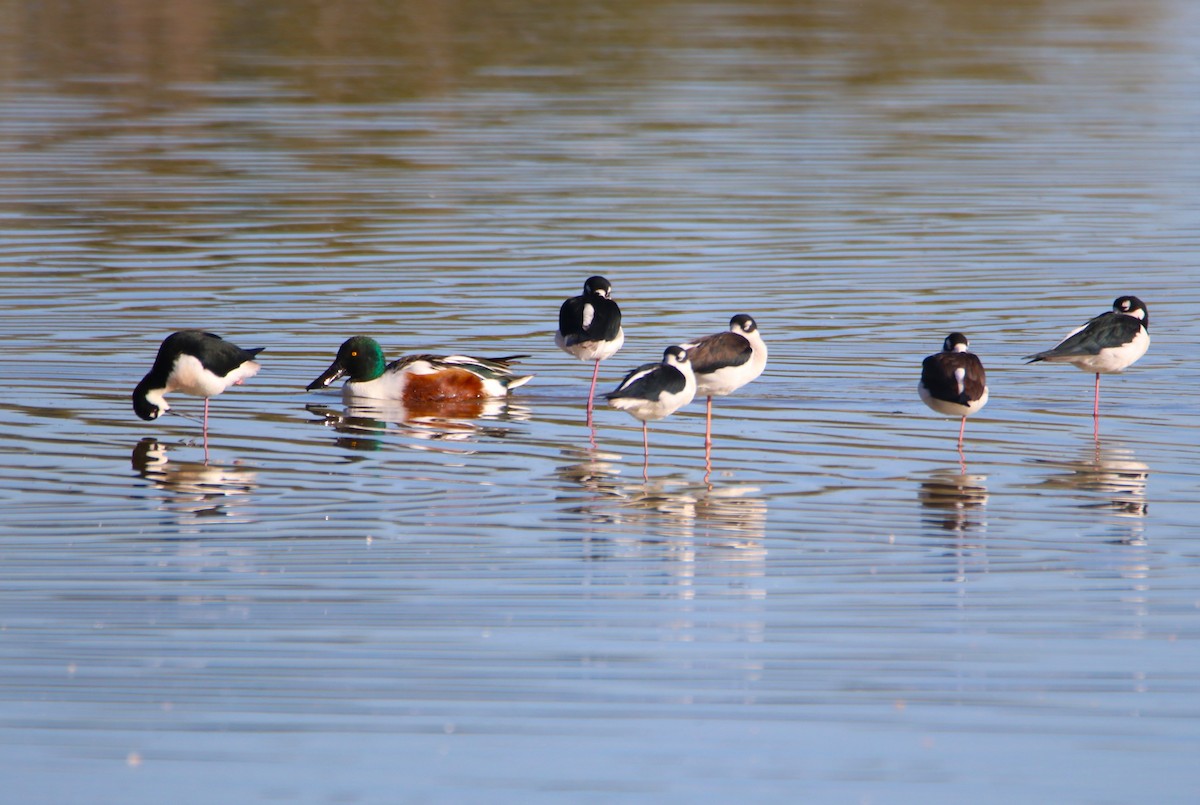 Широконіска північна - ML646434729