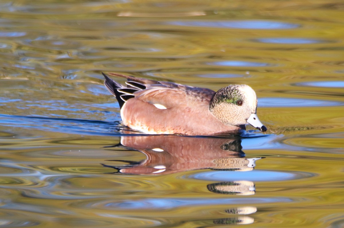 hvízdák americký - ML646434731