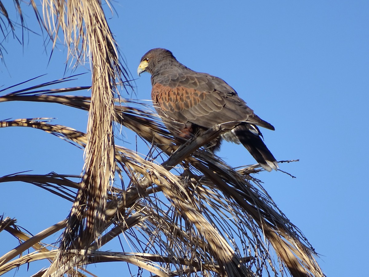 Poiana di Harris - ML646434734