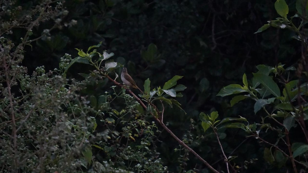 White-browed Bulbul - ML646434735