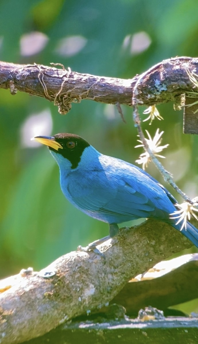 Green Honeycreeper - ML646434738