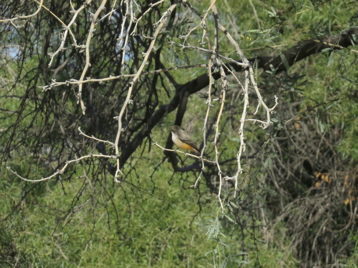 Vermilion Flycatcher - ML646434739