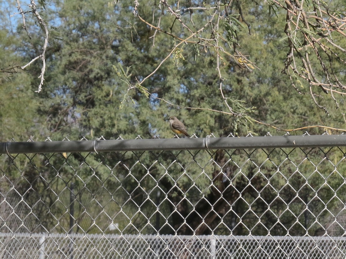 Vermilion Flycatcher - ML646434741