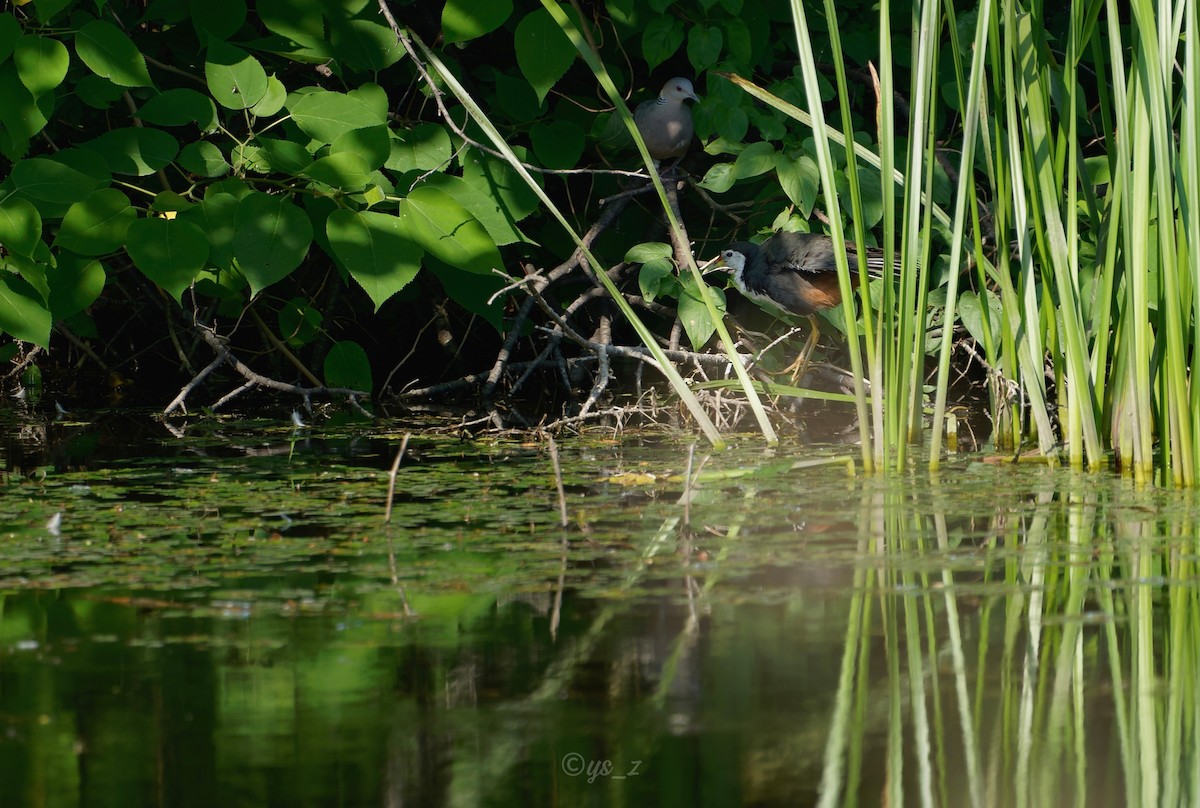 White-breasted Waterhen - ML646434742