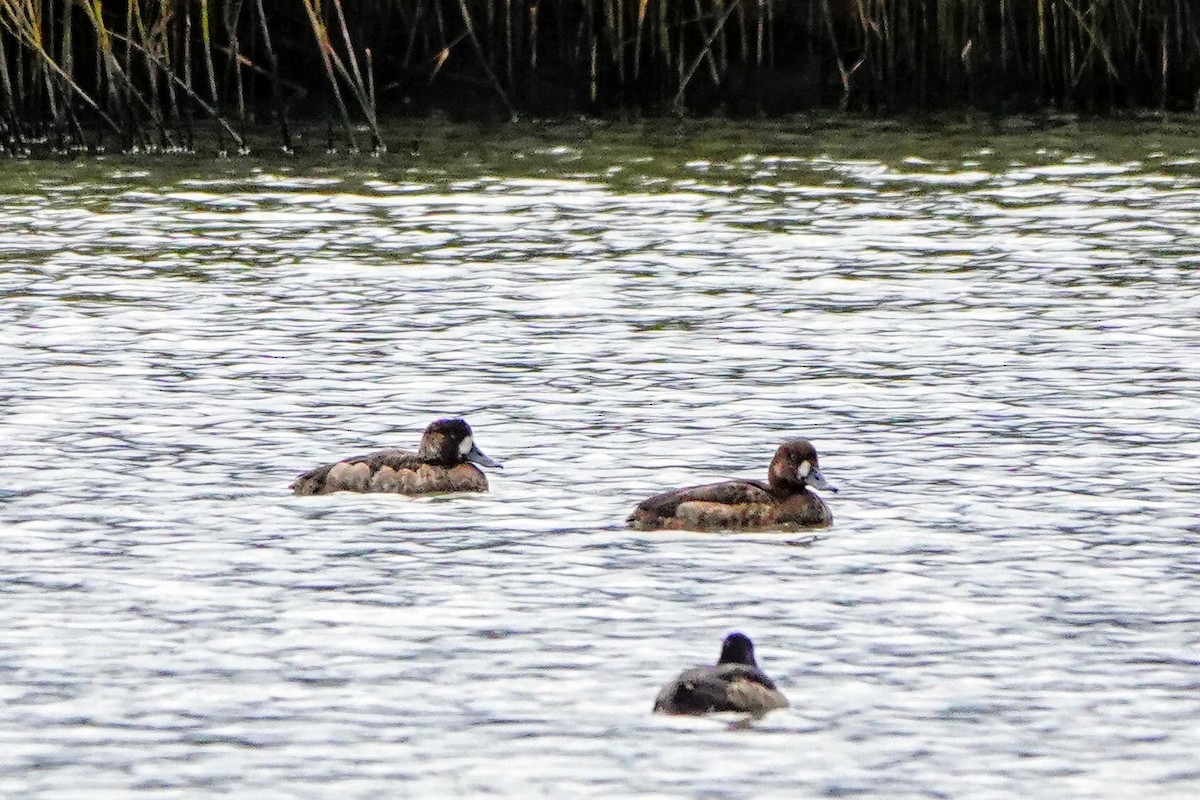 Greater Scaup - ML646434743