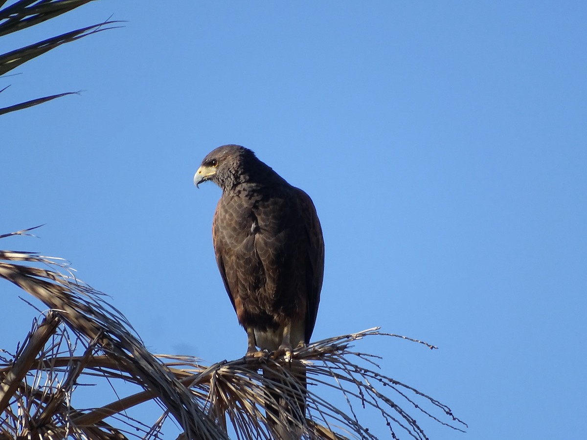 Poiana di Harris - ML646434745