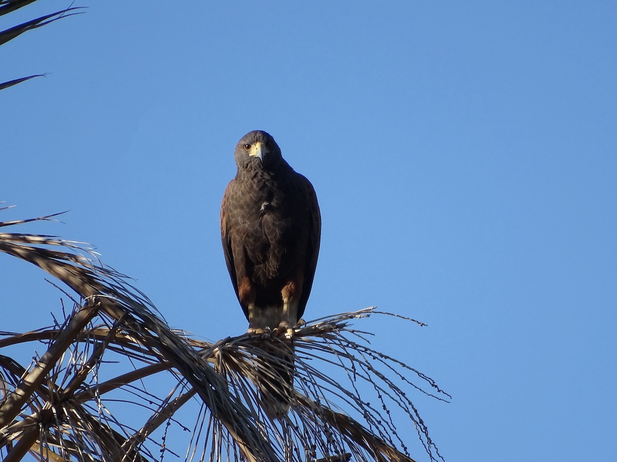 Poiana di Harris - ML646434746