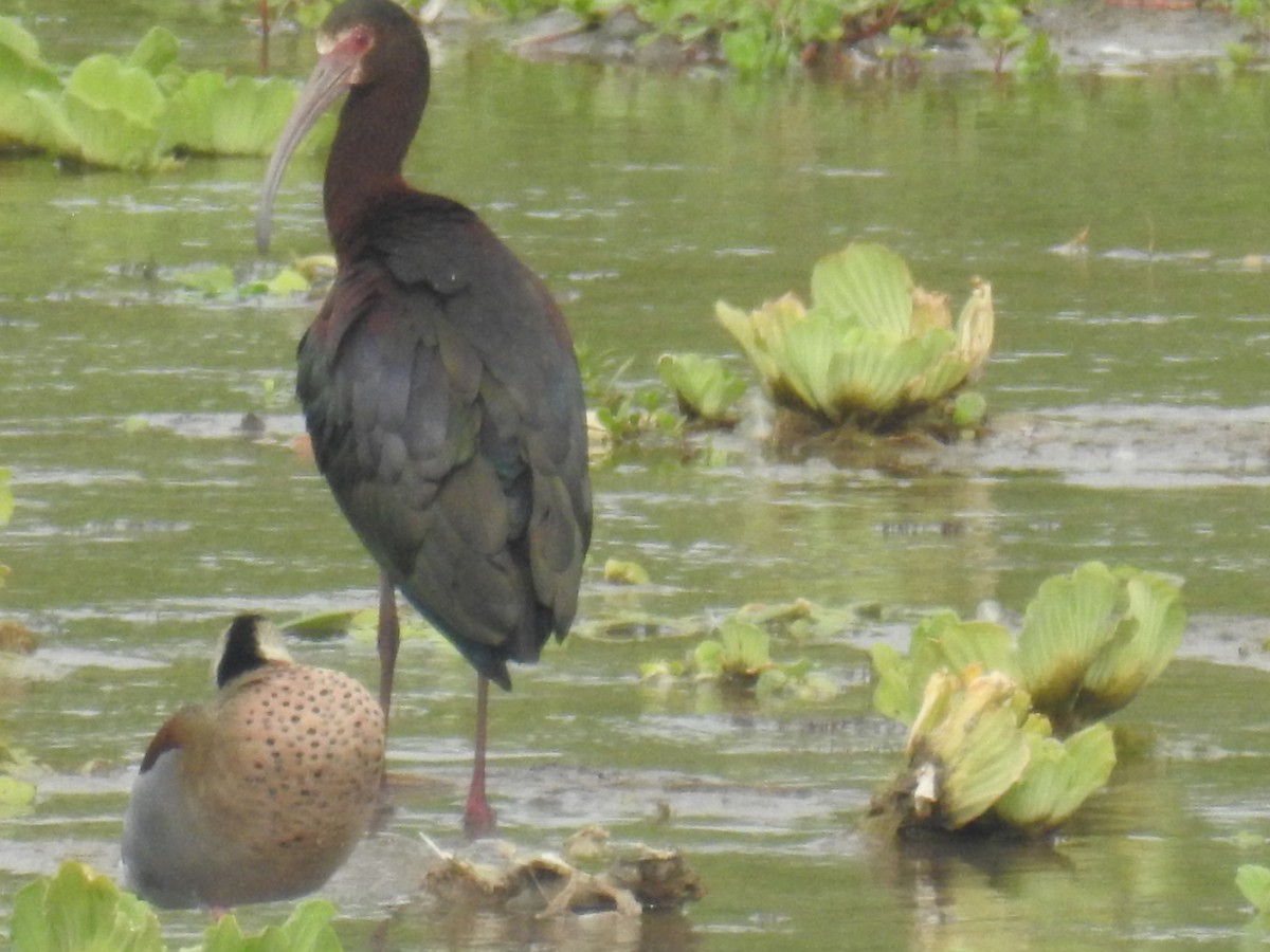 Коровайка американська - ML646434747