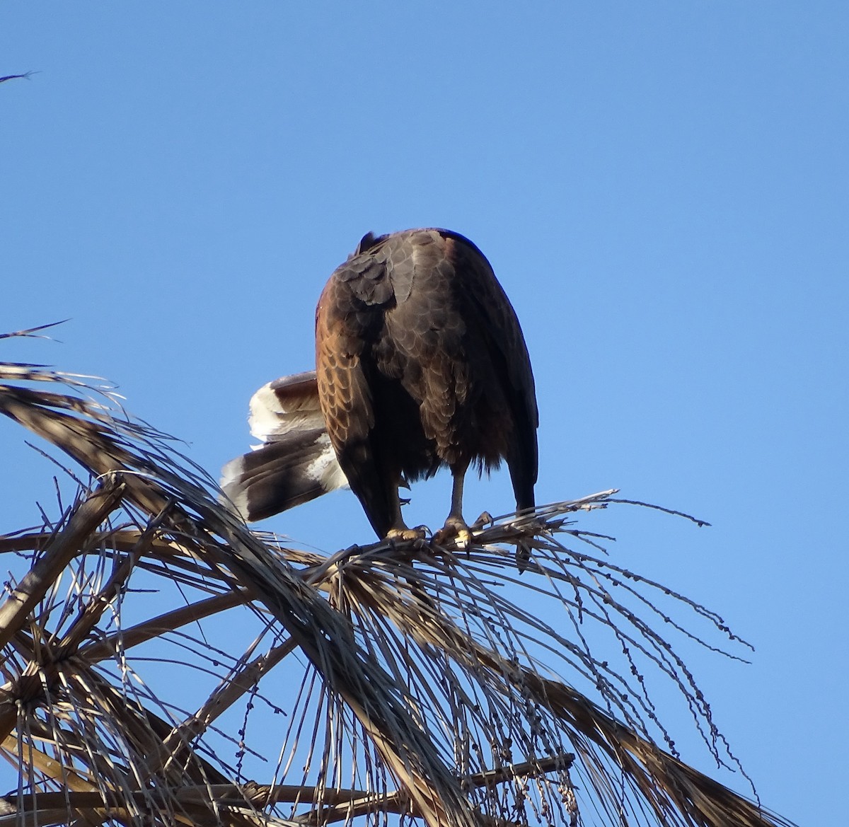 Poiana di Harris - ML646434749