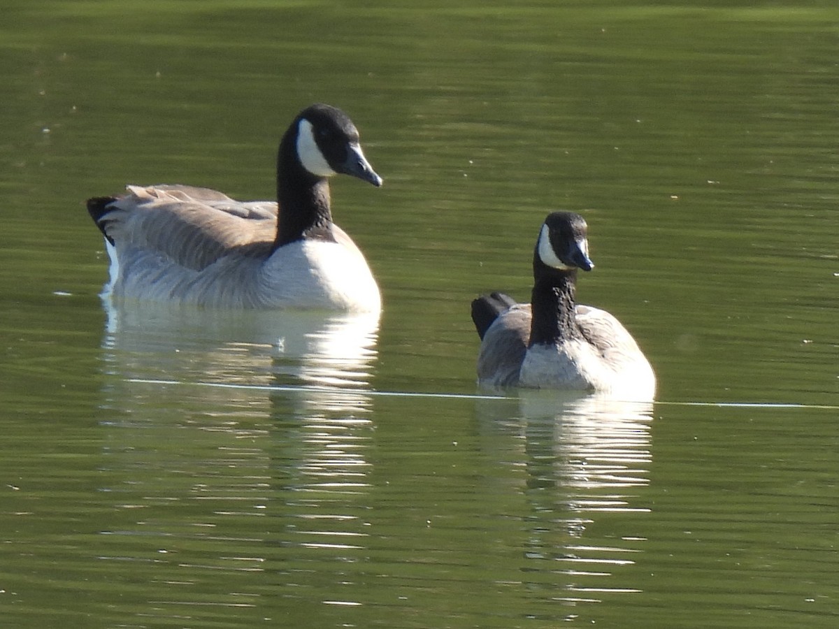 Cackling Goose - ML646434751