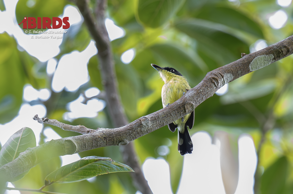 Common Tody-Flycatcher - ML646434754