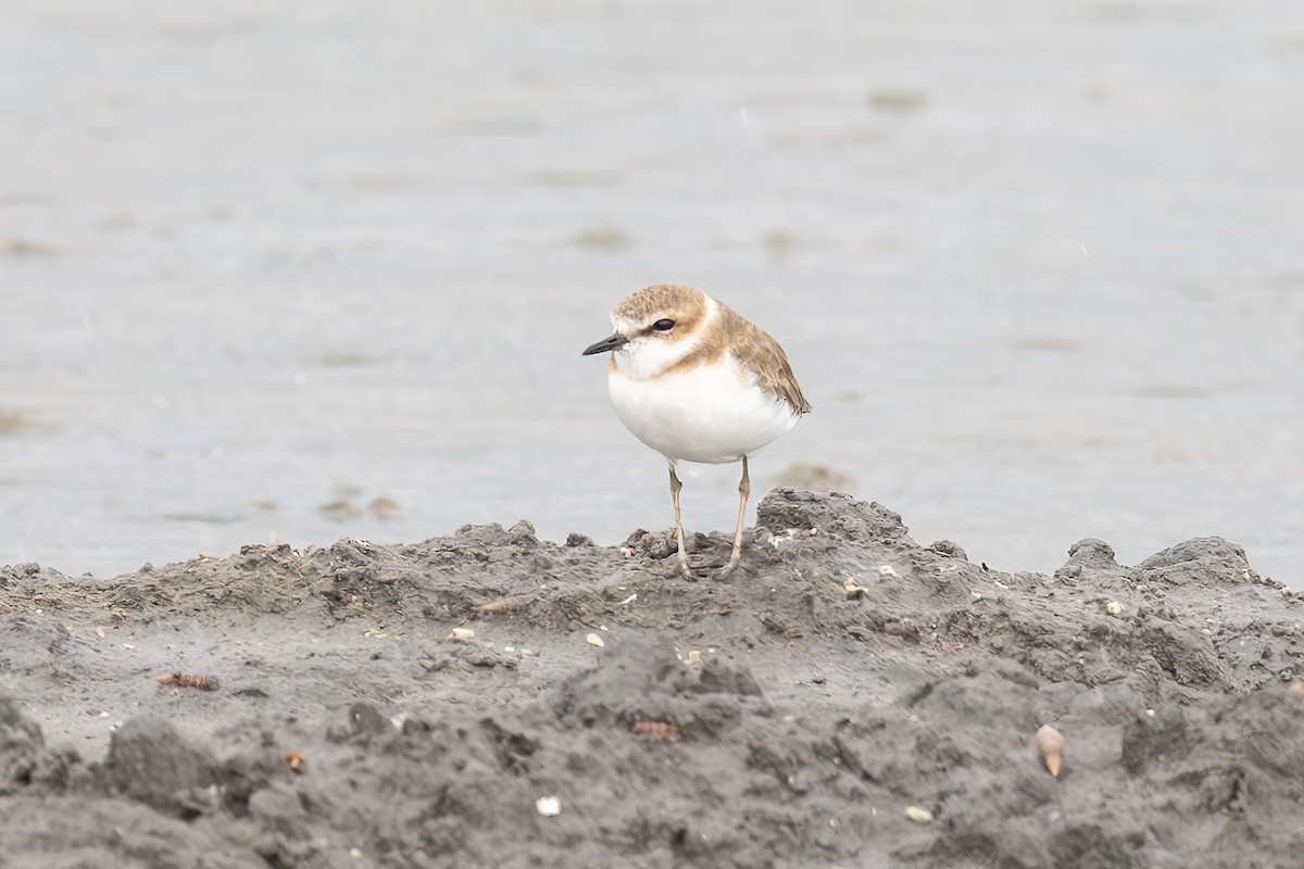 Javan Plover - ML646434756