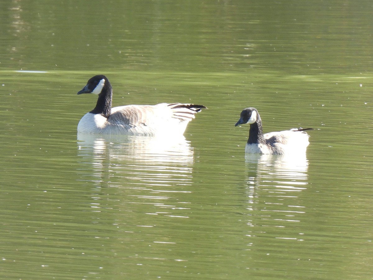 Cackling Goose - ML646434758