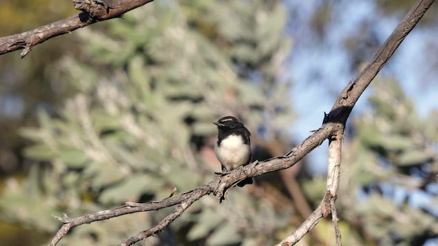 Willie-wagtail - ML646434765