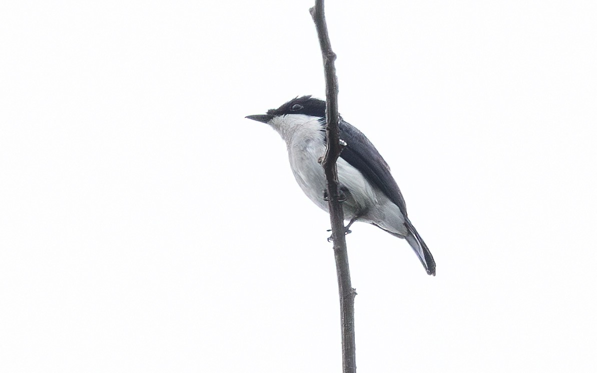 Black-winged Flycatcher-shrike - ML646434767