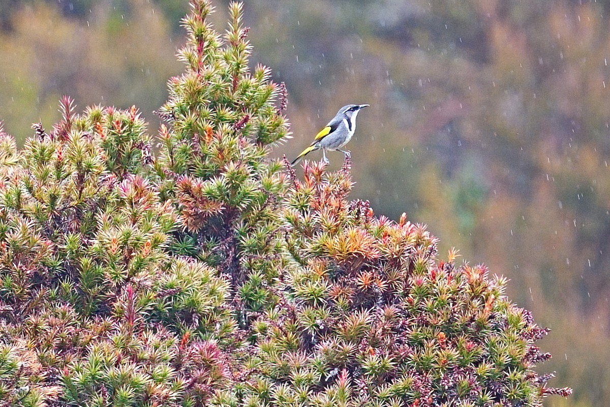 Crescent Honeyeater - ML646434768
