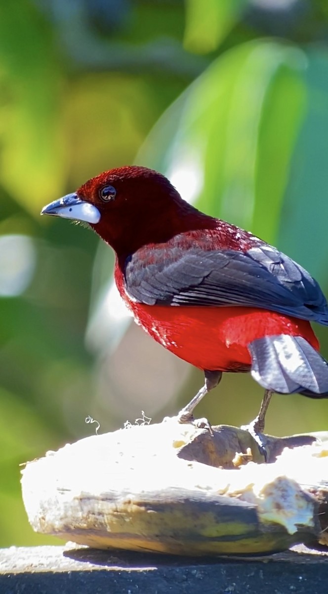 Crimson-backed Tanager - ML646434769