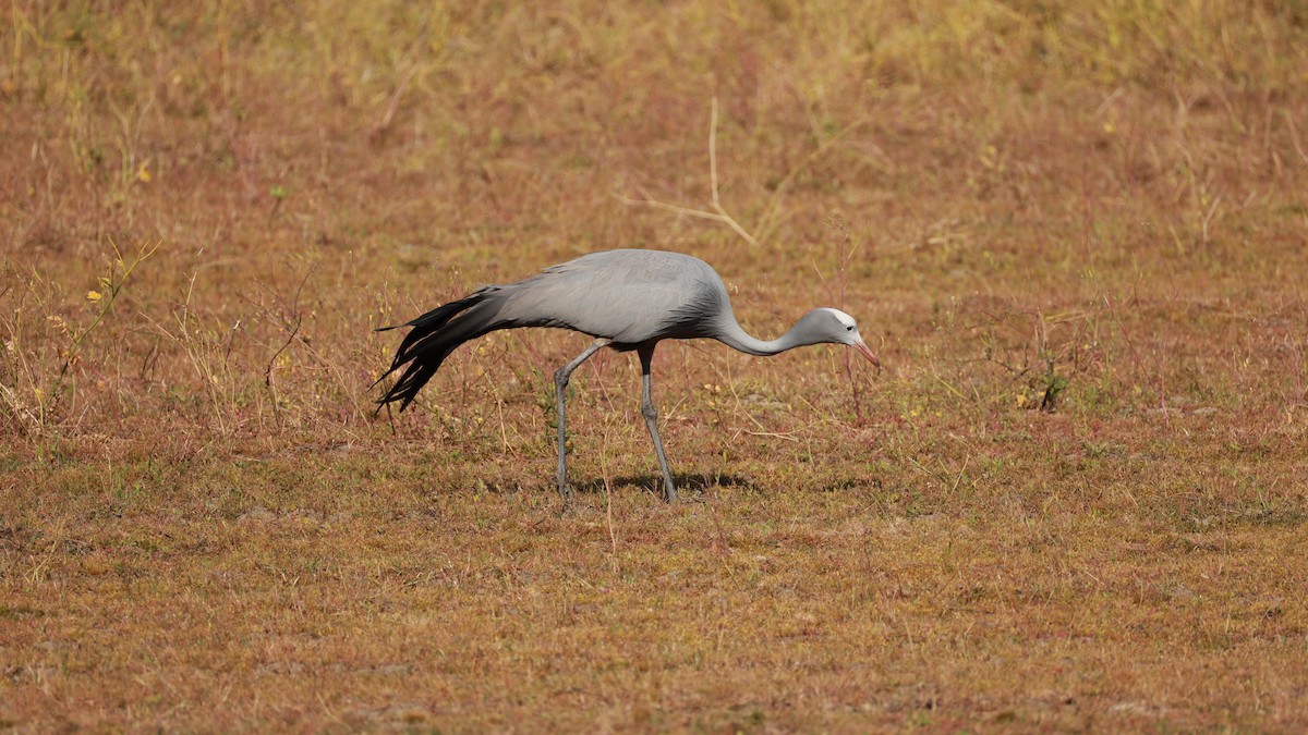 Blue Crane - ML646434774