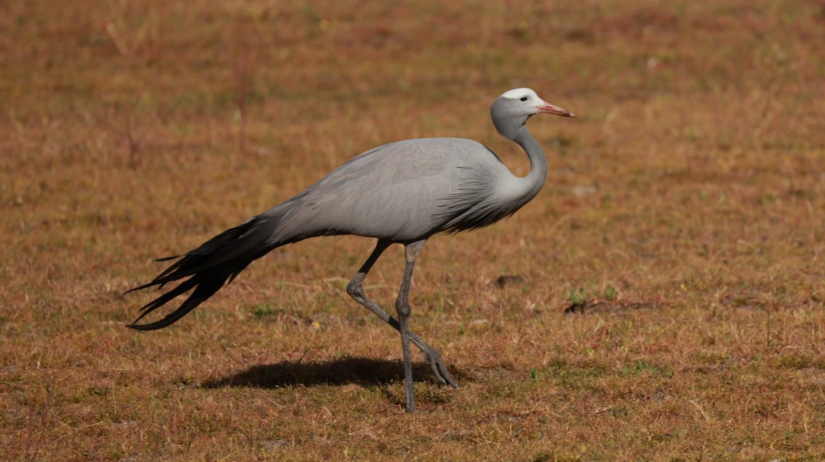 Blue Crane - ML646434778