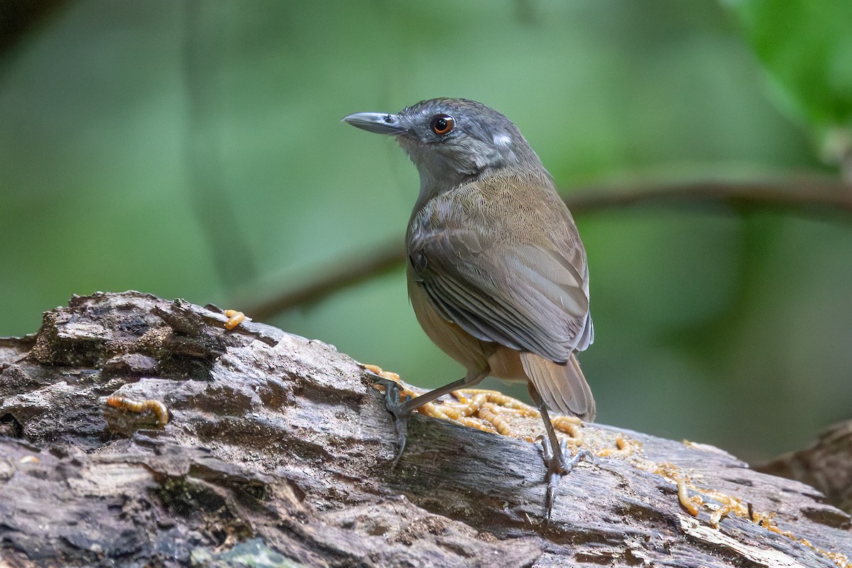 Horsfield's Babbler - ML646434783