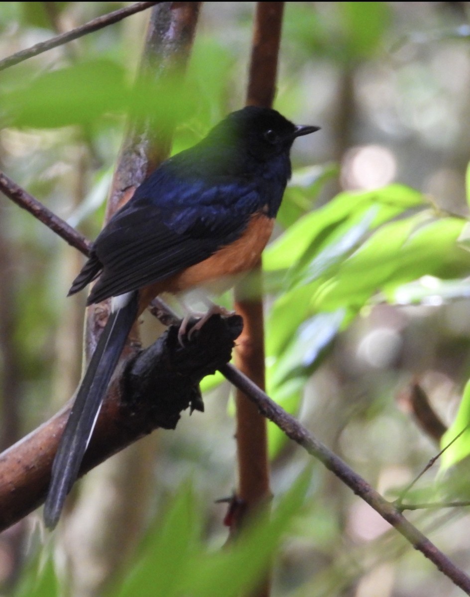 Beyaz Belli Şama - ML646434784