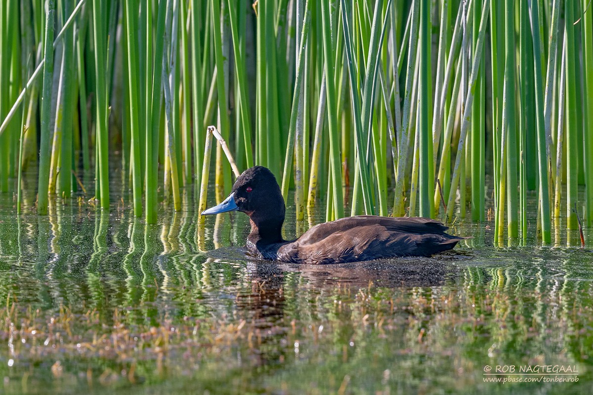 Southern Pochard - ML646434785