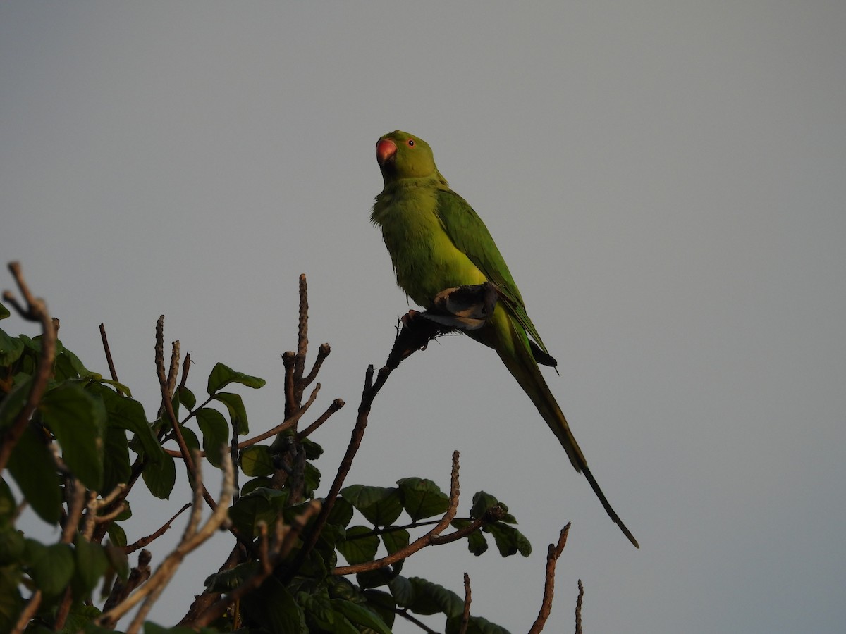 Yeşil Papağan - ML646434786