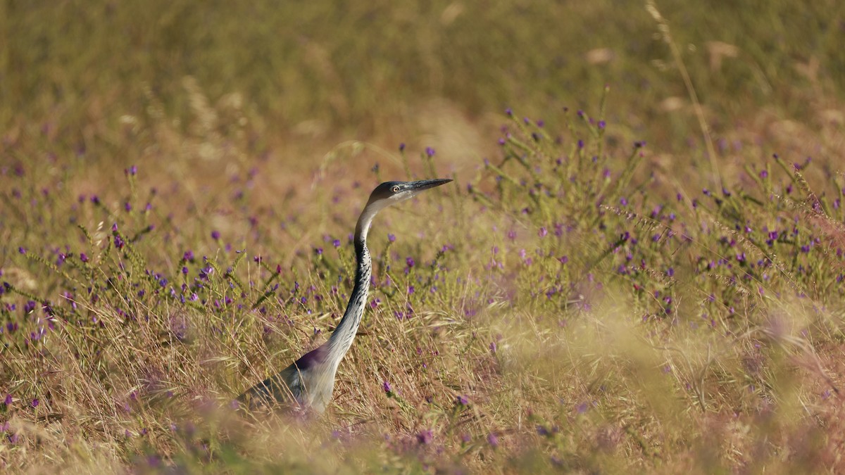 Black-headed Heron - ML646434788