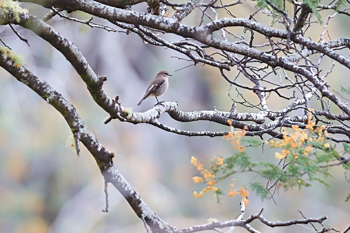 Dusky Robin - ML646434789
