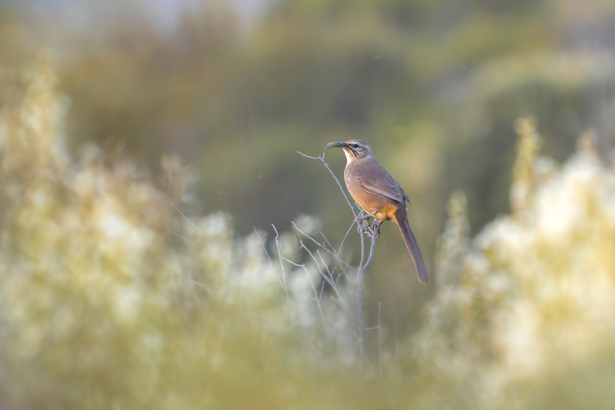 California Thrasher - ML646434790