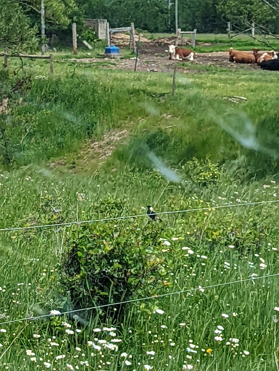 Bobolink - ML646434792