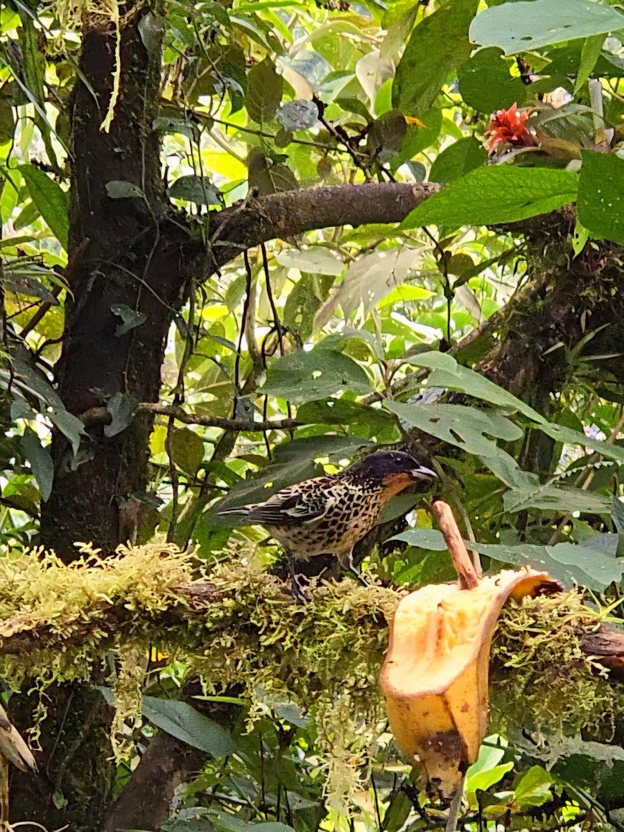 Rufous-throated Tanager - ML646434794