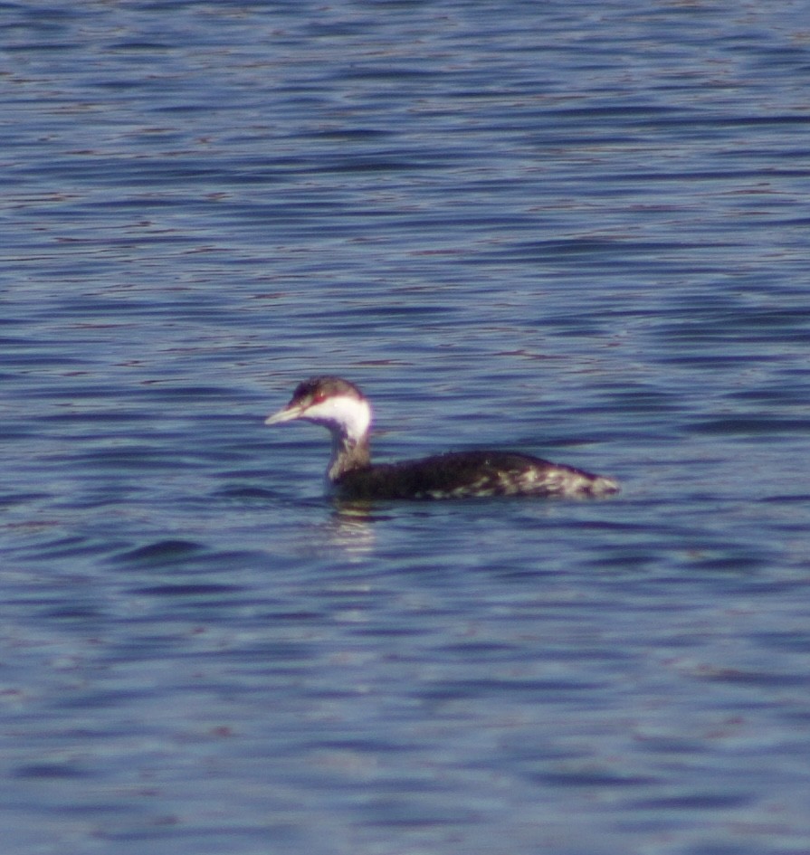 Svasso cornuto - ML646434796