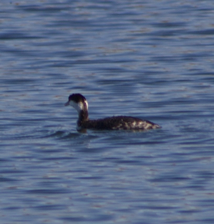 Svasso cornuto - ML646434797