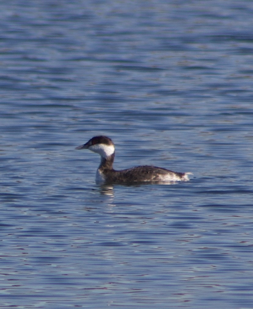 Svasso cornuto - ML646434798