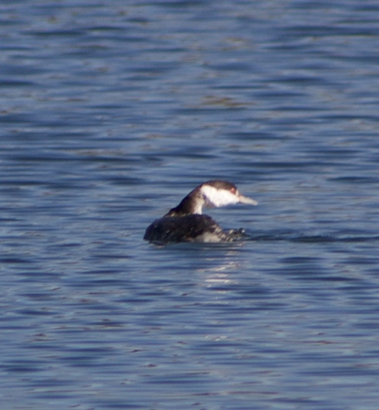 Svasso cornuto - ML646434799