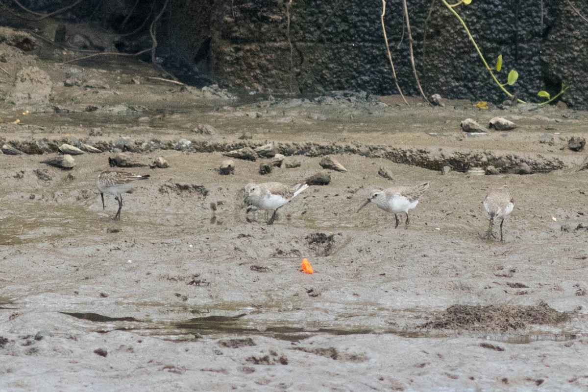 Curlew Sandpiper - ML646434800