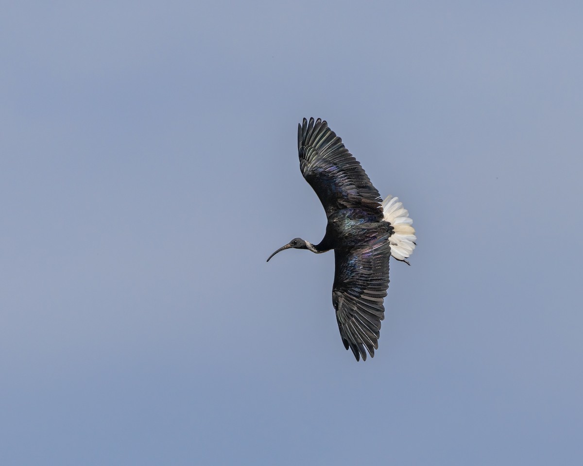 Straw-necked Ibis - ML646434801
