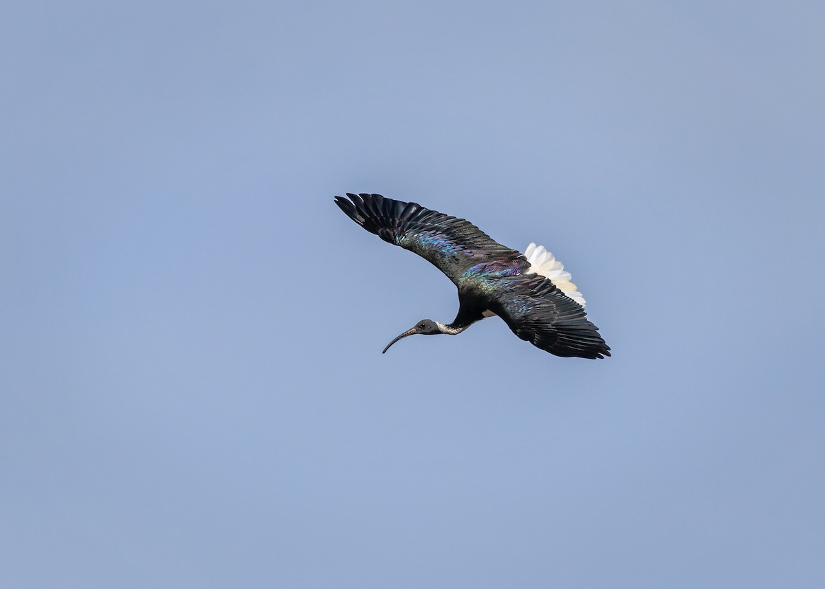 Straw-necked Ibis - ML646434802