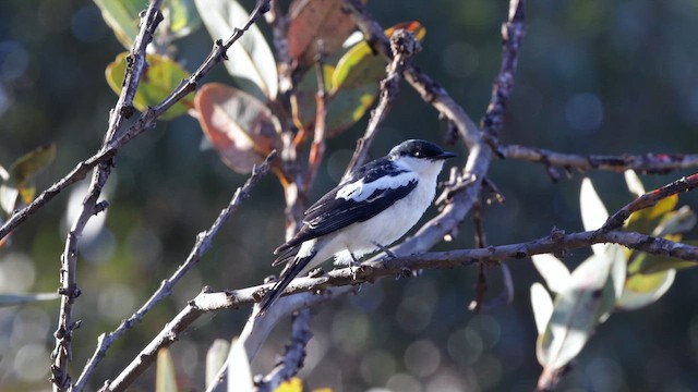 White-winged Triller - ML646434805